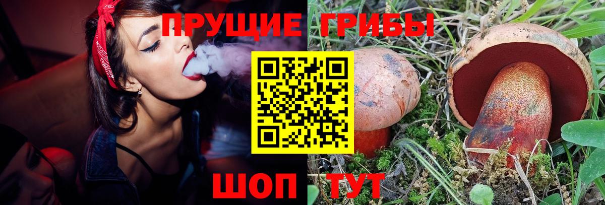 Псилоцибиновые грибы Psilocybe Ессентуки
